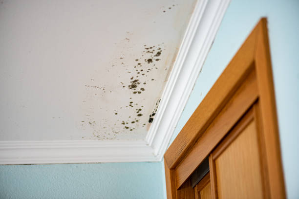 Office Mold Removal Services in Canyon Creek, WA